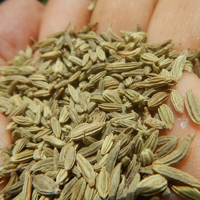 Fennel