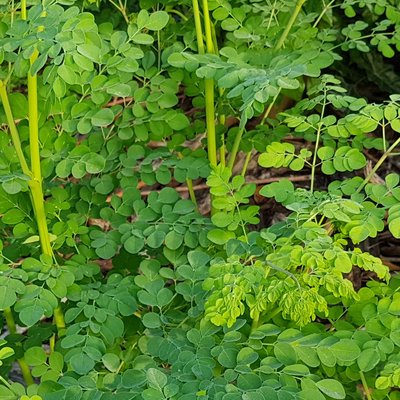 Moringa